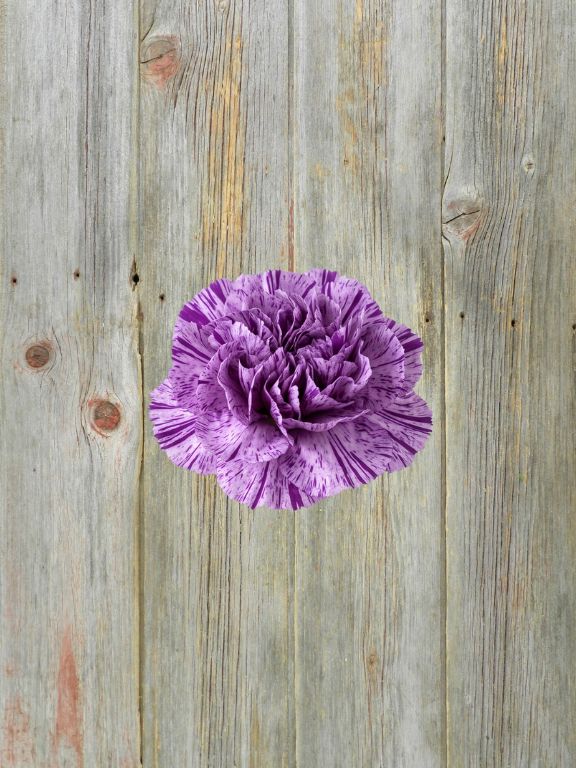 MOONSTRIKE  VARIEGATED PURPLE CARNATIONS